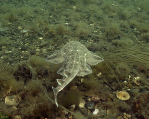 Copyright Jake Davies JDScuba_WM_Wales_Juvenile ASH swimming above stones © Jake Davies